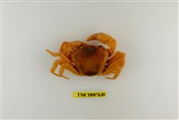 藏品(拉氏清溪蟹)的圖片